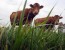 vaches