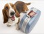 chiens
