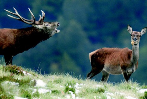 Foment Torisme Val d'Aran_Brame cerf