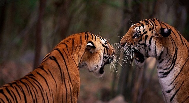 Bonne nouvelle : la population de tigres sauvages en hausse de 30 % en inde