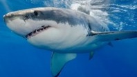 Breaking news : Deux touristes tuées par des requins près d’Hurghada en Egypte