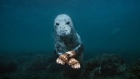 Les photographies sous-marines de Brian Skerry en pleine lumière