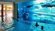 Un requin dans la piscine d’un hôtel