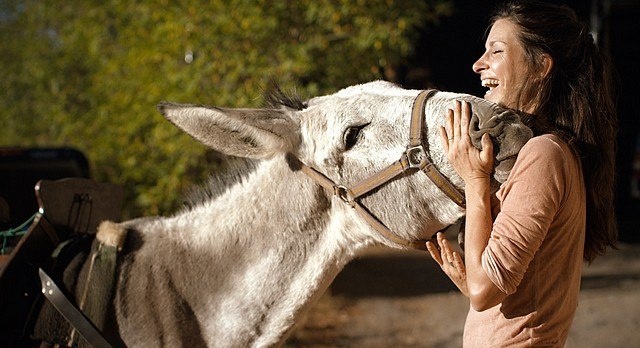 Randonner avec un âne : des vacances sans prise de tête