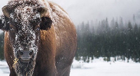 Un paradis blanc à 360° au jardin d’acclimatation