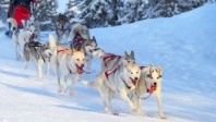 Cap sur la Laponie Finlandaise avec La Française des Circuits