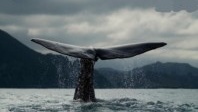 Les baleines bleues enfin de retour en Antarctique