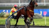 Cracks Français : on achève bien les chevaux