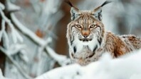 Nature sauvage, une rencontre avec les mammifères de France et d’Europe