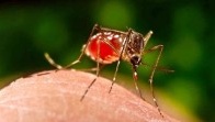 Epidémie de dengue : la Guadeloupe après Tahiti et la Nelle Calédonie