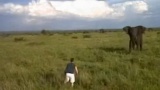 Kruger Park, un homme ivre fonce sur un éléphant