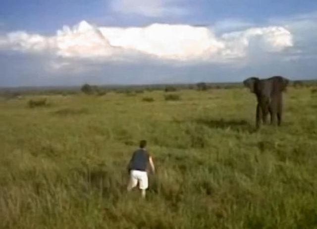 Kruger Park, un homme ivre fonce sur un éléphant