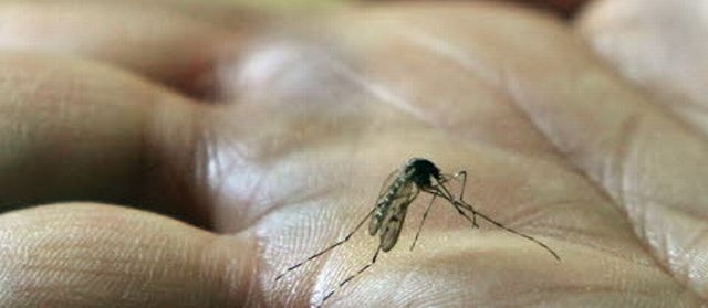 Pas de risque de chikungunya dans l’Aude !