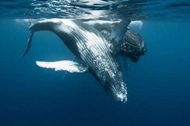 Insolite : les baleines à bosse de La Réunion