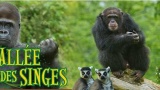 Il faut sauver la vallée des singes !