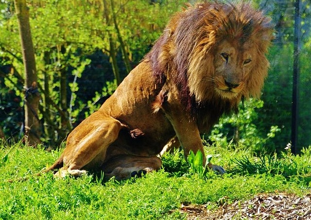 Le Zoo de Vincennes rugit de plus bel