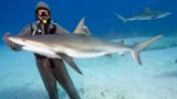 La Réunion prend le risque requin à bras le corps