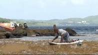 Algues Sarcasse aux Antilles (guadeloupe) : plus d’odeur que de mal