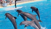 Marineland, se loger au milieu des orques et de dauphins