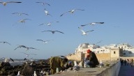A Essaouira, le Cediv tire la profession vers le Haut