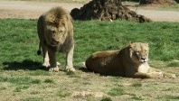 Une touriste américaine tuée hier par un lion à Johannesburg