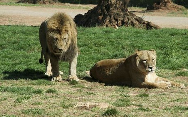 Une touriste américaine tuée hier par un lion à Johannesburg