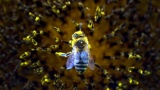 En Indonésie, le décollage d’un avion retardé par une abeille