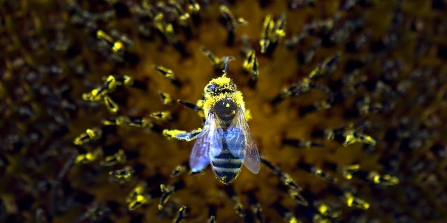En Indonésie, le décollage d’un avion retardé par une abeille