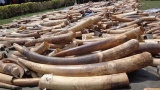 Défenses d’éléphants, de l’ivoire brulé au Sri Lanka