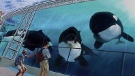 Le Marineland d’Antibes rouvre ses portes le 21 mars