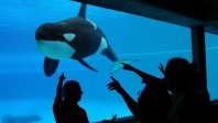 Marineland, une timide reprise des visiteurs