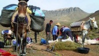 Brigitte Bardot dénonce le calvaire des mules pour les touristes au Maroc
