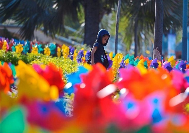 En Malaisie, les chrysanthèmes sont le symbole du bonheur