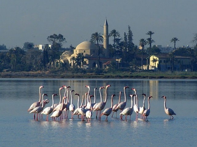 Authentique pousse Chypre