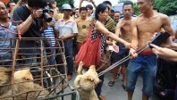 Chine : Le festival de Yulin se régale de viande de chiens !