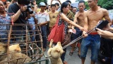 Chine : Le festival de Yulin se régale de viande de chiens !
