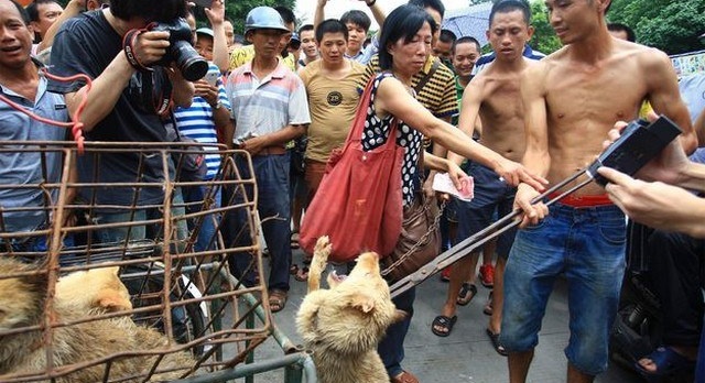 China : The festival of Yulin loves dog meat !