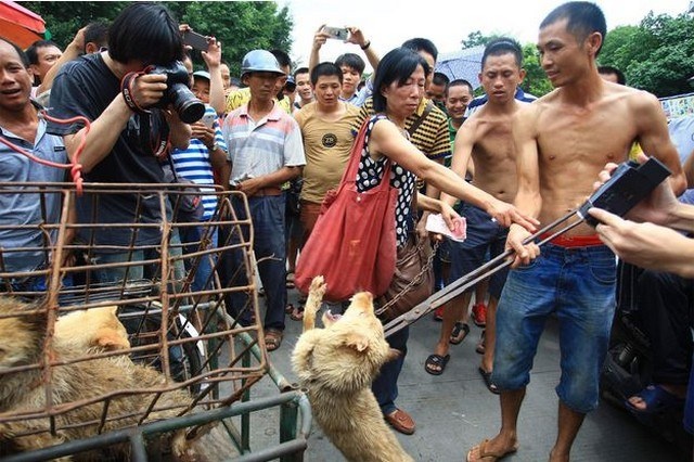 China : The festival of Yulin loves dog meat !