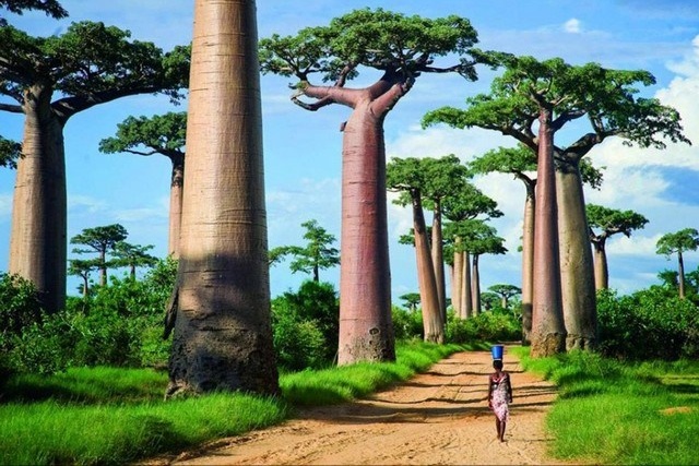 Madagascar veut faire redécoller son tourisme … rapidement