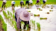 Madagascar veut du riz. Vite