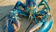 Au Nouveau-Brunswick, la légende du homard bleu