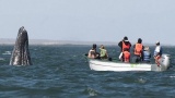 En février, baleines et touristes débarquent à Saint Domingue !
