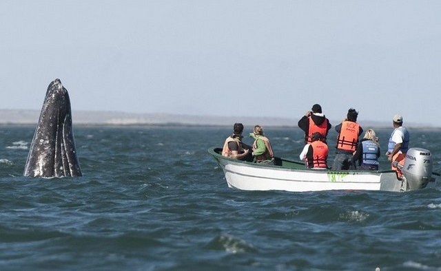 En février, baleines et touristes débarquent à Saint Domingue !