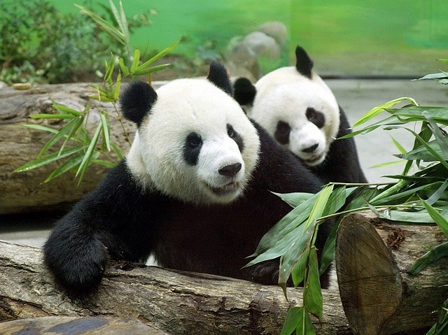 A Berlin, pour les nouveaux pandas géants