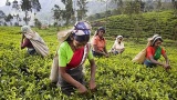 Au Sri Lanka, dans la maison d’un planteur de thé