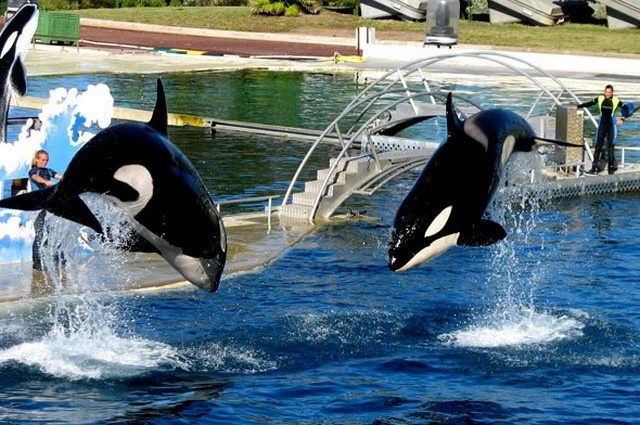 Le Marineland à Antibes sort la tête de l’eau