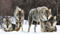 Alpes-Maritimes : Le Parc Alpha montre les crocs