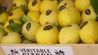Au Pays du Citron » décroche le label Qualité Tourisme