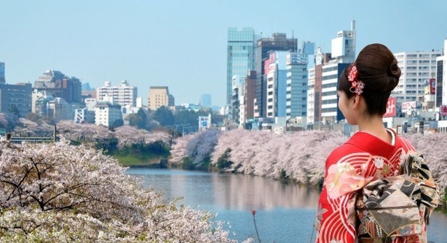 Tokyo goes crazy with its cherry blossoms