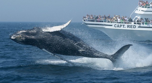 Boston launches its « Massachusetts Whale Trail »